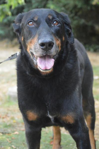 Urko beauceron mâle né en 2003 Urko_212