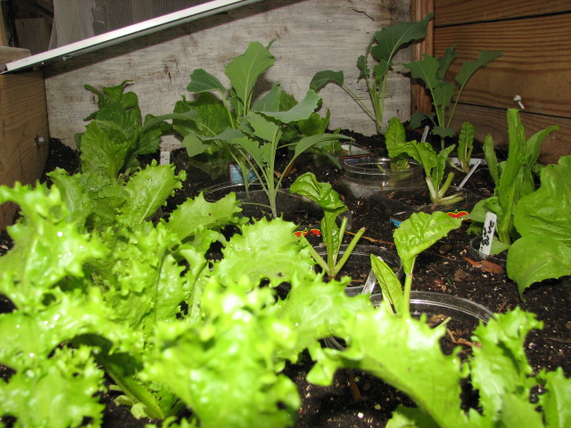 inside my cold frame Oct_3016