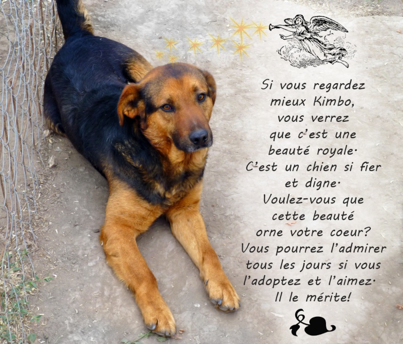kimbo - KIMBO M-X, taille moyenne, env. 25 kg, né 2011 (BACKA) Pris en charge SPA du 47 Kimbo10