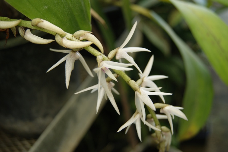 Eria javanica  00210