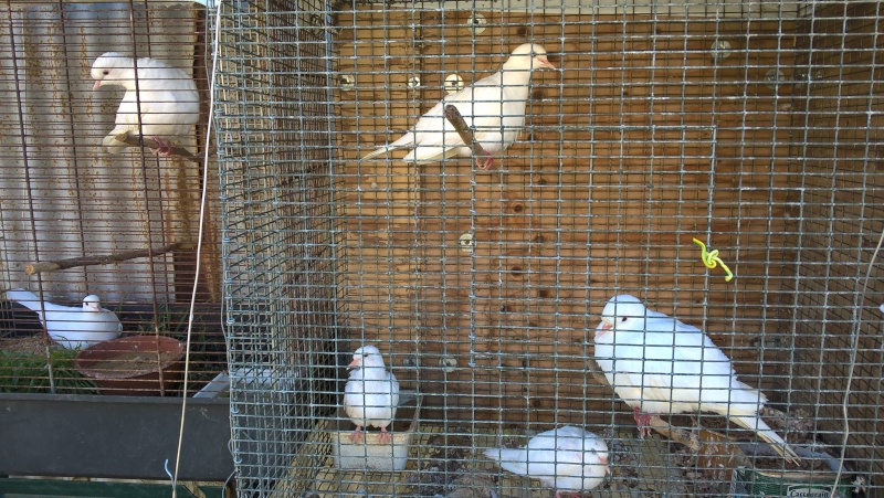 élevage de pigeons de chair Wp_20123