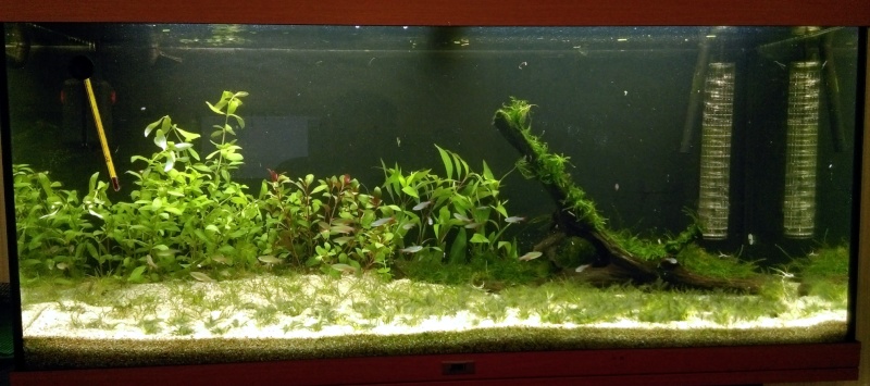 180L - Le royaume vert des Aphyocharax Aquari12