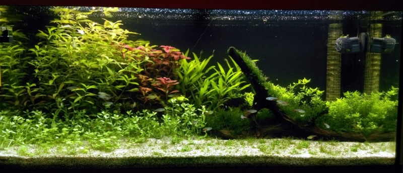 180L - Le royaume vert des Aphyocharax Aquari13
