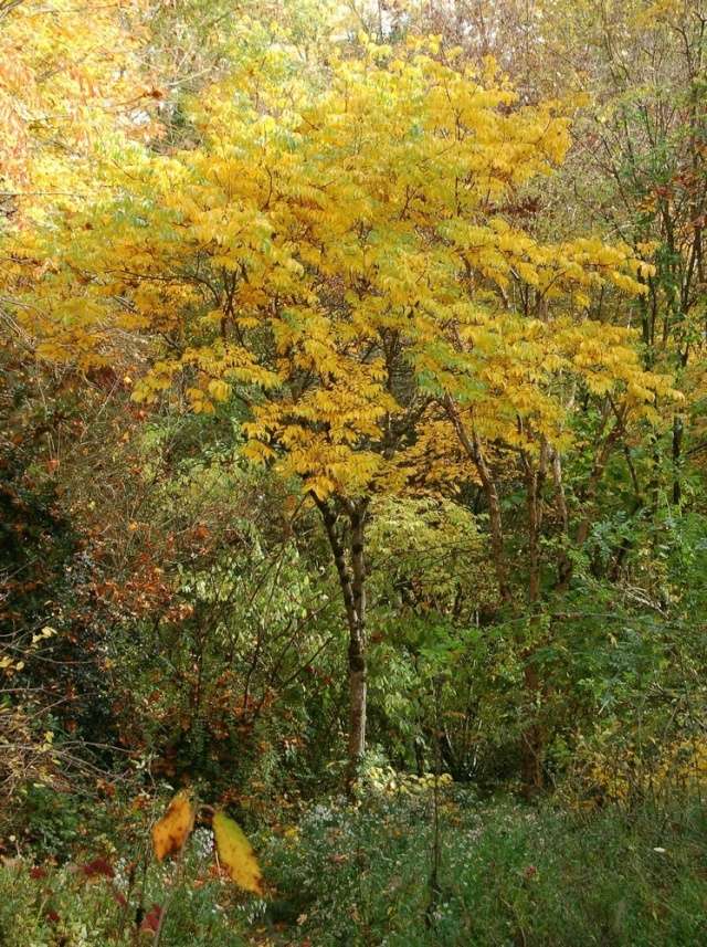 koelreuteria - Koelreuteria bipinnata (= K. integrifoliola) Koelre12