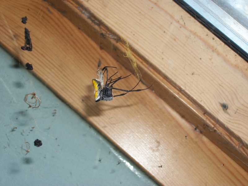 Nephila inaurata madagascariensis en pleine mue 100_0913