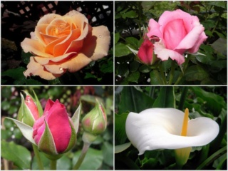 “La rosa y el jazmín “ -Soneto heroico pleno- Flors111