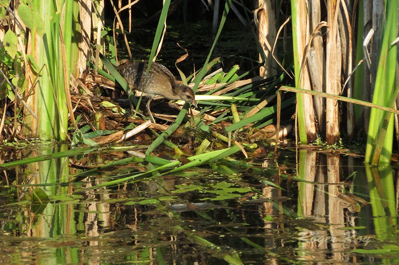 Marais de Sackville, Nouveau-Brunswick 2015-018
