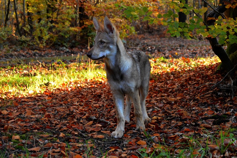 Le Chien-Loup du Saarloos - Page 2 Dsc_0112