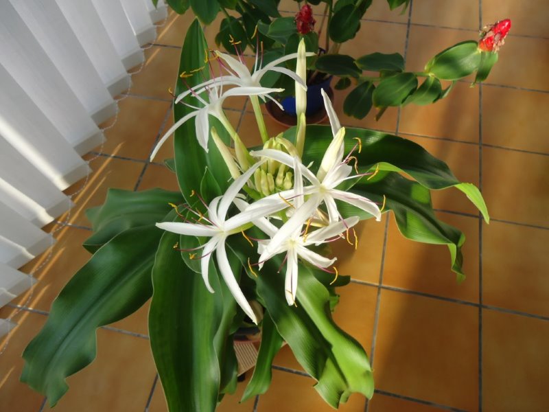 Crinum asiaticum Dsc03310
