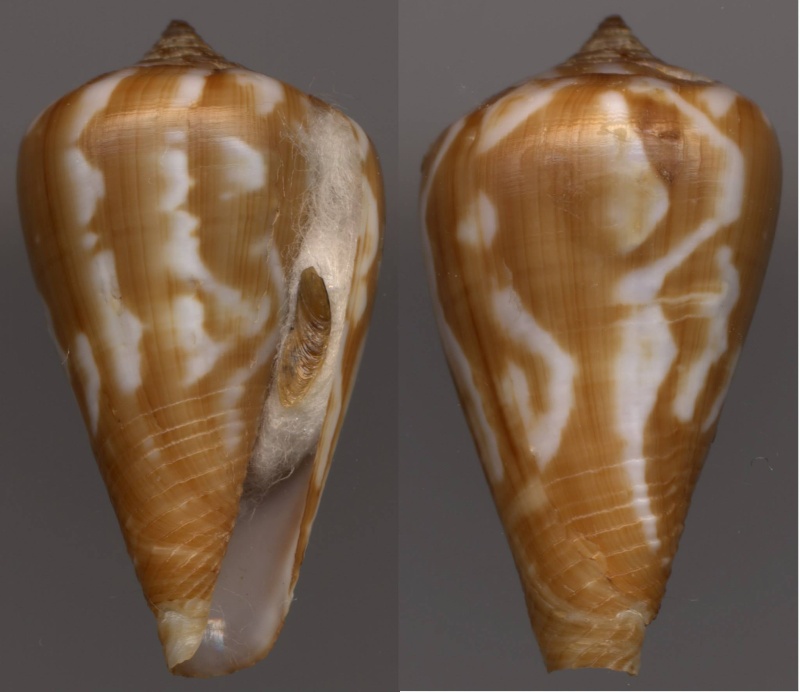 Conus (Lautoconus) pineaui  Pin & Leung Tack, 1989 14049610