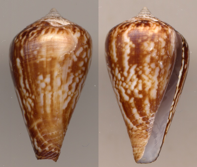 Conus (Lautoconus) trencarti  Nolf & Verstraeten, 2008 Trenca10