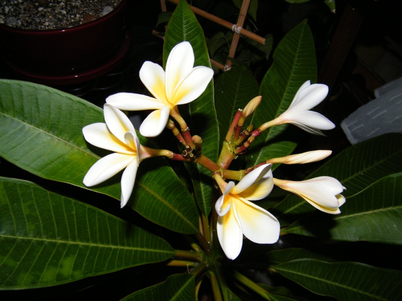 *plumeria* - Plumeria - frangipanier - Page 13 Dscf6947