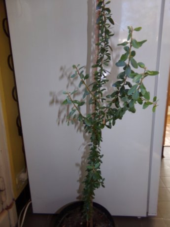 Argania spinosa- L’Arganier Argani10