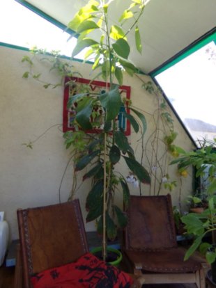 mon Avocatier-Persea americana - Page 4 Avocat12
