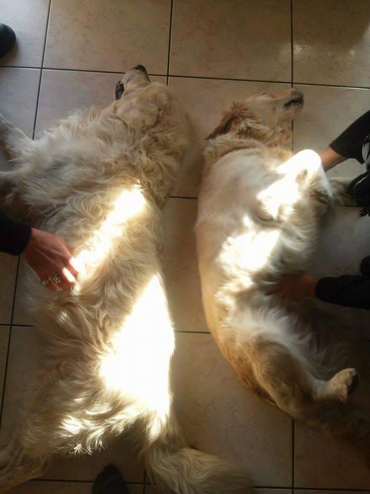 sos pour VIKING - golden lof 11 ans - vite une fa sinon il ira en pension -(22) Asso Le Reve de Tina Fam110