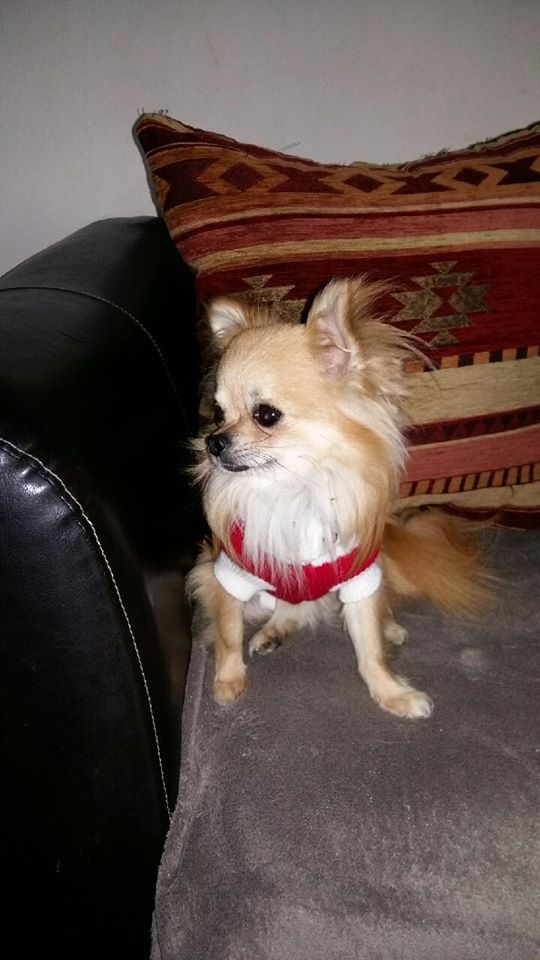 BOUDOIR, superbe chihuahua de 2 ans Intbea10