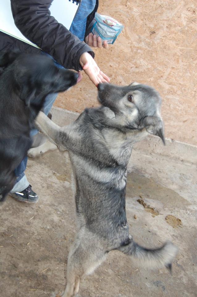 KING, mâle gris-loup taille moyenne, né env. 10.2014, refuge de Alina et Anda - adopté par Yohann (dpt73) King1210