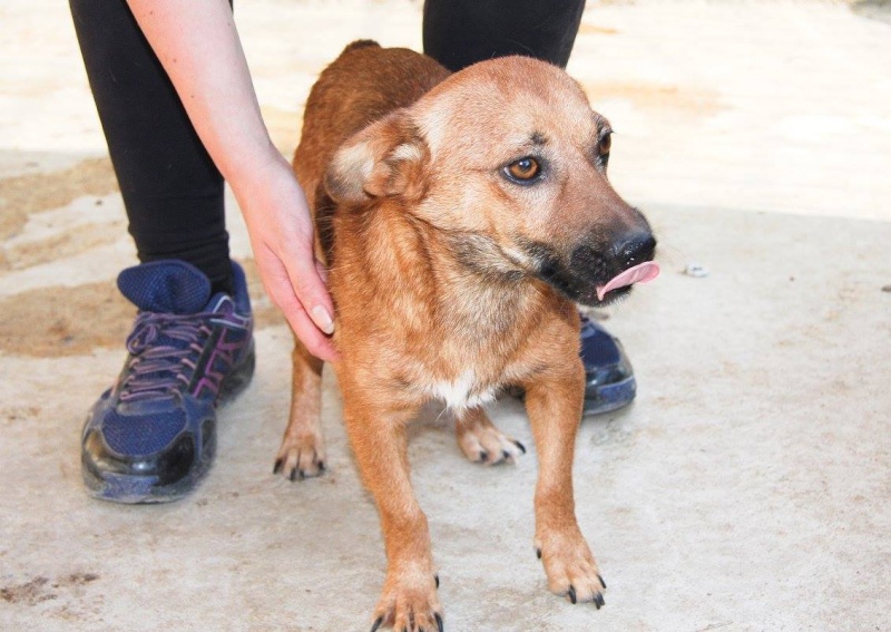 SINTI (ex TROPIC), mâle petite taille (6kg), refuge de Alina & anda- adopté par laetitia(74) Tropic10