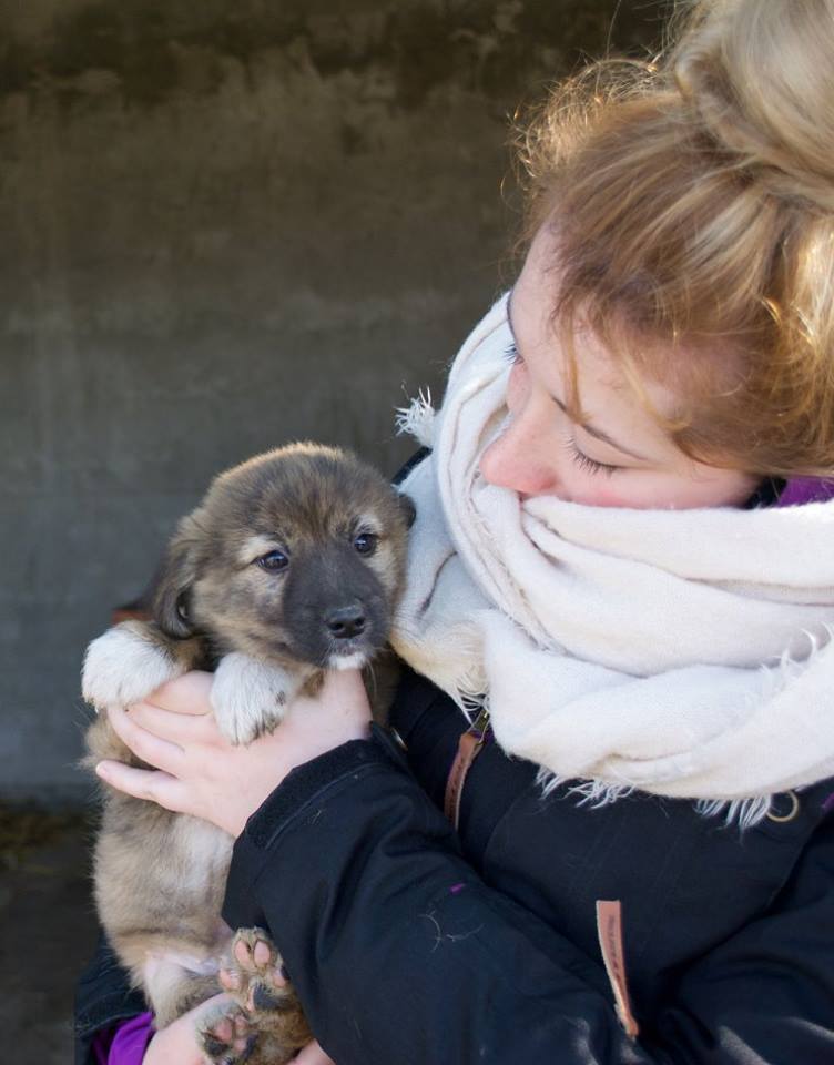 VANDA, chiot femelle, née vers 09/15, refuge de Alina et Anda - adoptée par Isabelle (57) Van610