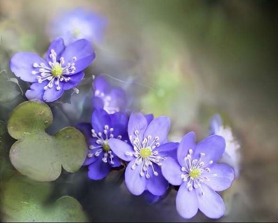  *Notre mot du jour*: Le vrai sens des mots Violet10