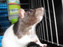 7 Rats a adopter URGENT Sam_0110