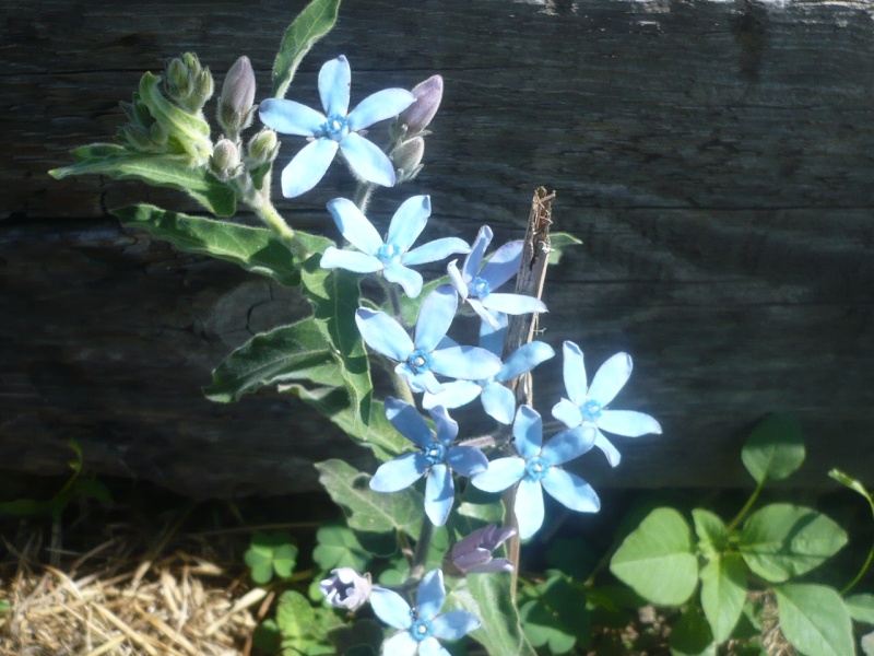 étoile, croix, du sud , du Cap??? : Tweedia caerulea  P1060515