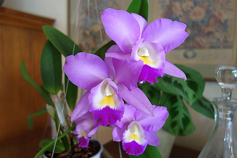 Orchideen 2011 - 2015 Teil 1 - Seite 94 Dsc01935