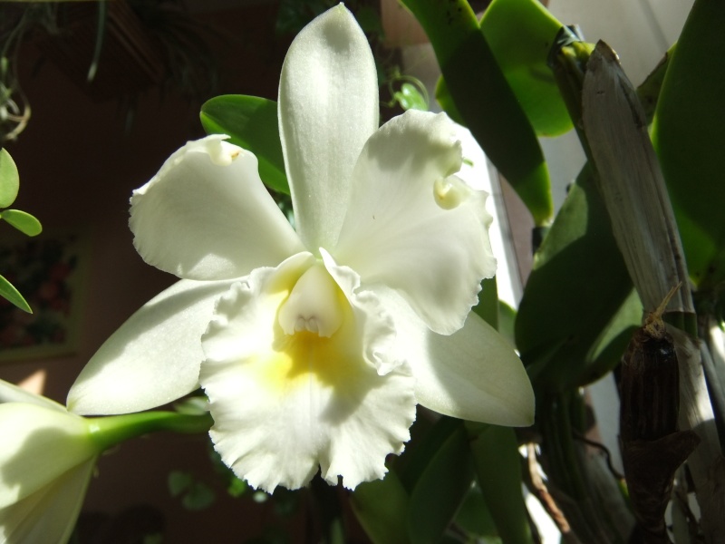 Orchideen 2011 - 2015 Teil 1 - Seite 97 Dscf1820