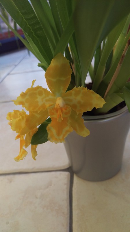 Odontoglossum Hallio-Crispum 'Album' x Geyser Gold Odonto11