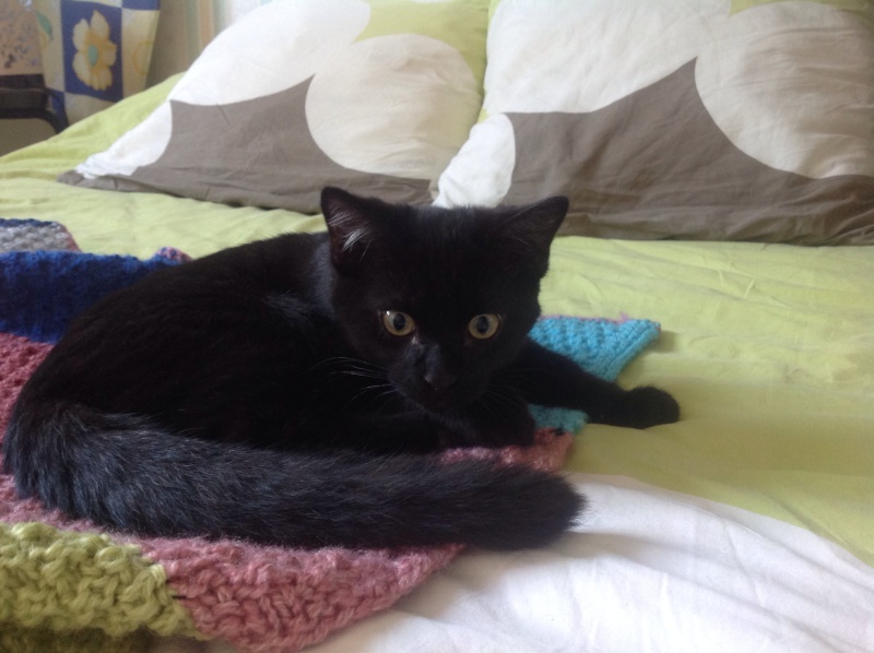 Léon , chaton mâle noir, né en avril 2015 Image10