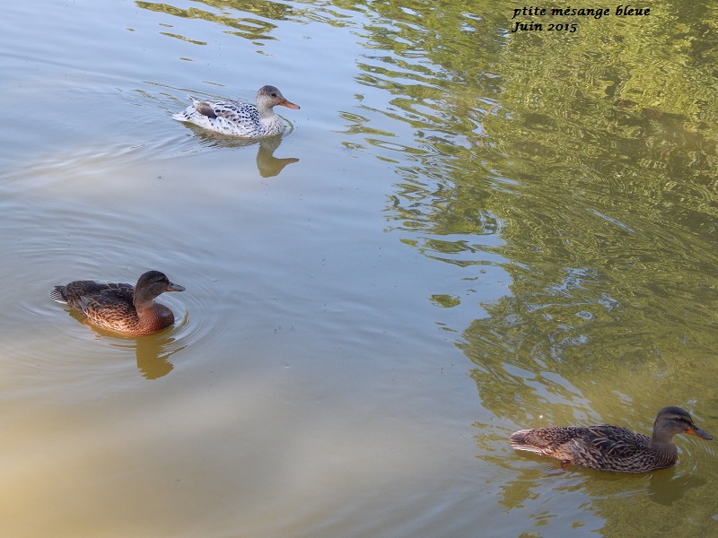 Des canards !  Dscn8111