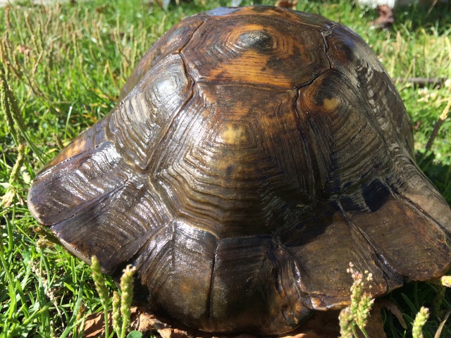 identifier notre tortue Image17