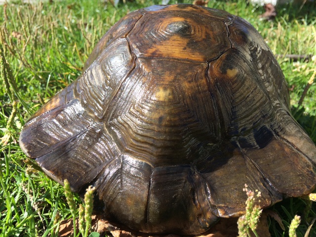 identifier notre tortue  Image17