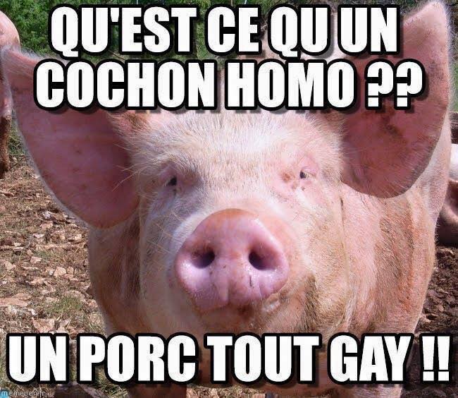 Humour en image du Forum Passion-Harley  ... - Page 19 Cochon10