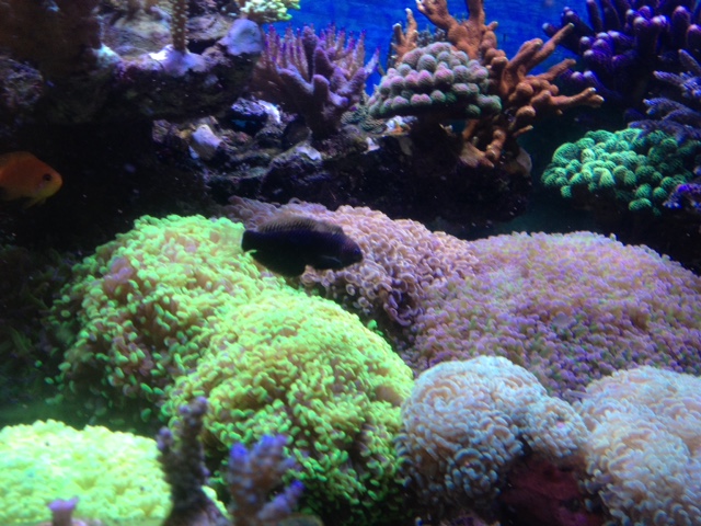 Le nouveau Reef d'Alexpilon, 600l custom - Page 38 Img_7616