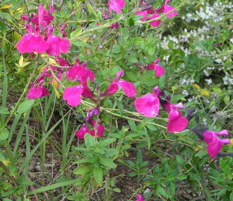 Quelques floraisons de Salvia Dscn3418