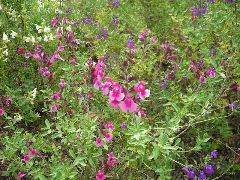 Quelques floraisons de Salvia Dscn3523