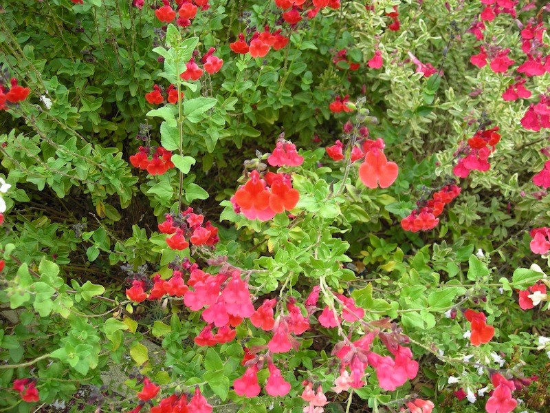 Quelques floraisons de Salvia Dscn3525