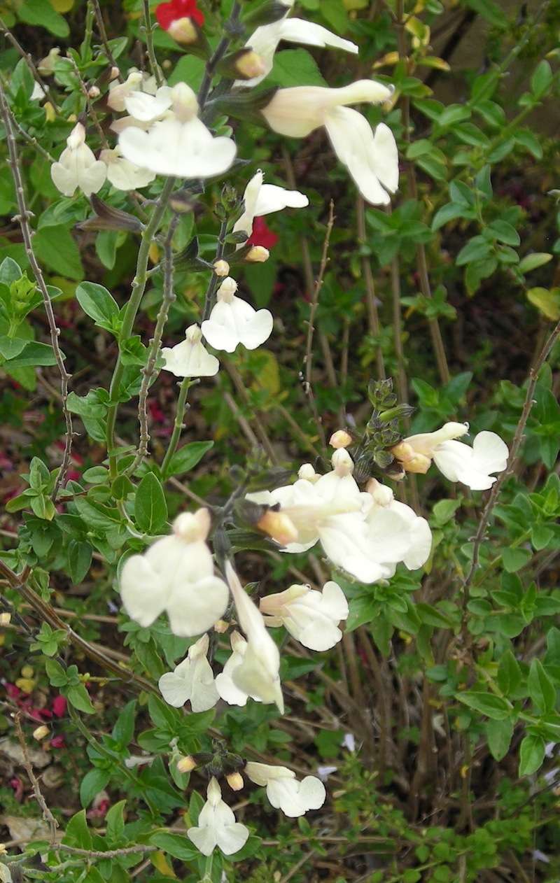 Quelques floraisons de Salvia Dscn3529