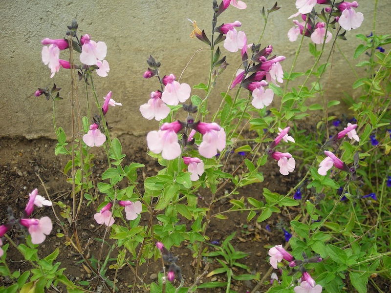 Quelques floraisons de Salvia Dscn3531