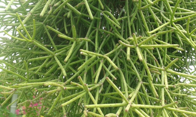 (Hoya peut-être ?)plante identifiée - rhipsalis 20150711