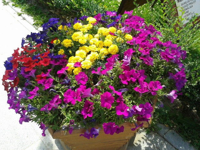 de belles idées d’arrangements floraux en pots Arrang10