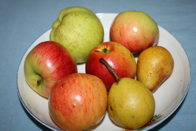 La récolte des fruits Fruits10
