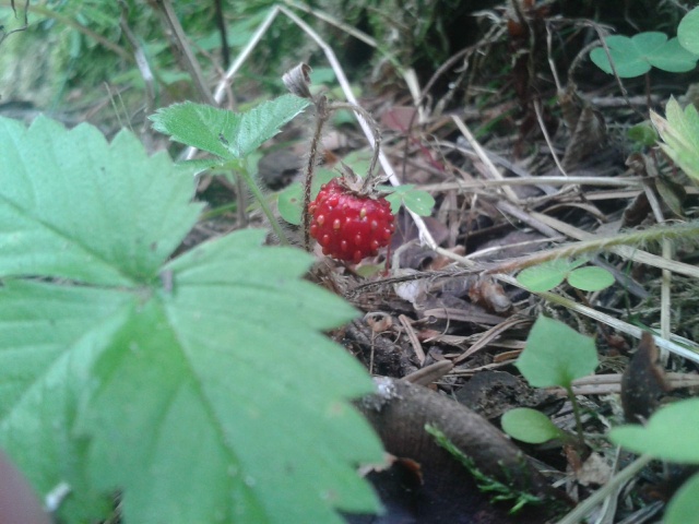 Le Fraisier des bois (Fragaria vesca) Le_fra10