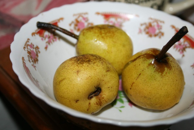 La récolte des fruits Poires10