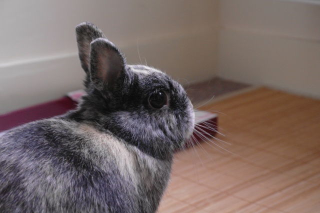 Serah, lapine, née en 2012 [Association BDS - 35]   06-11-14