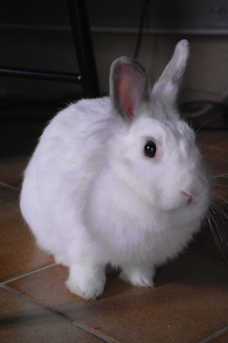  Skadi, lapine, née en 2014 [Association BDS - 35] 06-11-17