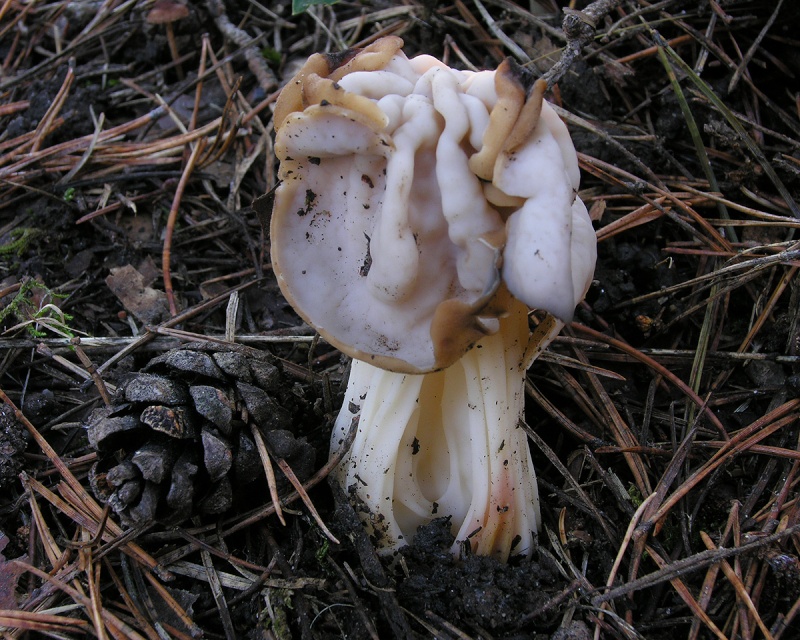 un champignon Helvel10
