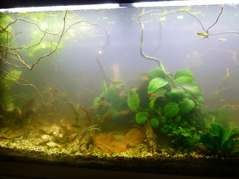 Bacs low-tech  (30L - 120L - 190L) P1080711