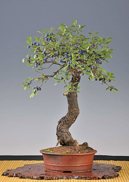 consigli per un prunus. 8b845610